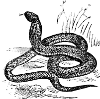 Snake in hindi language